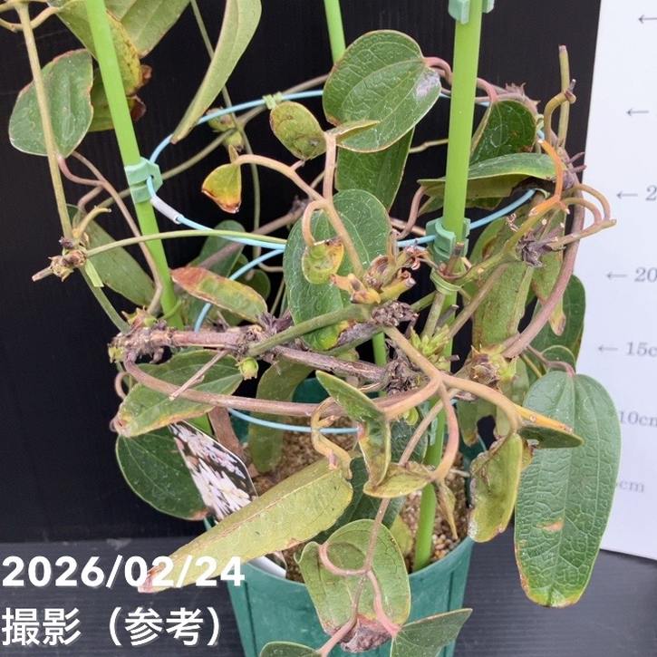 クレマチス アーマンディ系 アップルブロッサム 5号｜草花10-TU | 草花