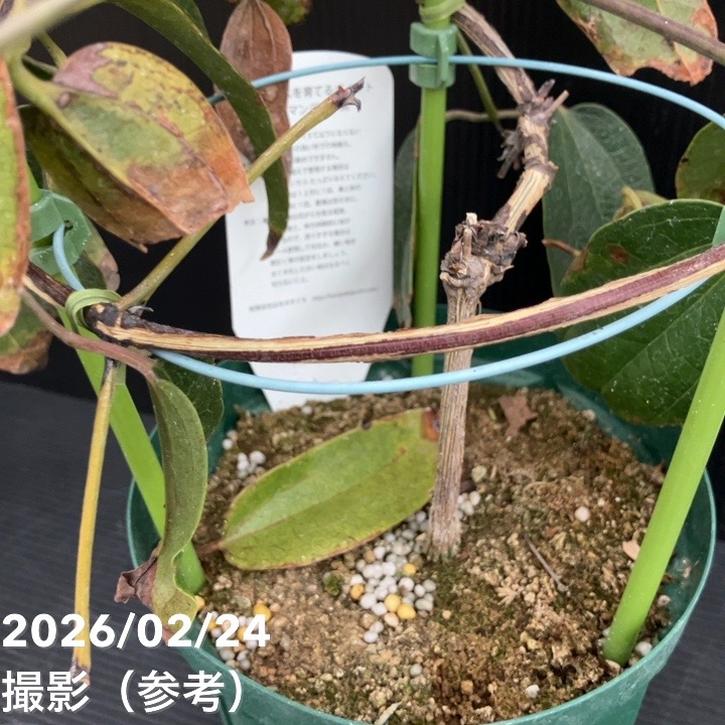 クレマチス アーマンディ系 アップルブロッサム 5号｜草花10-TU | 草花