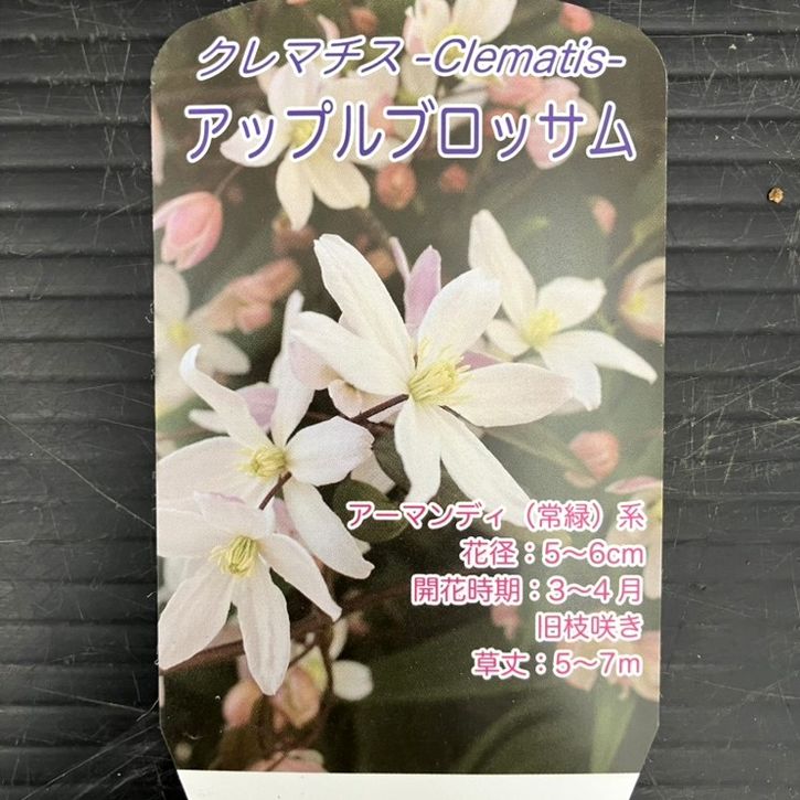 クレマチス アーマンディ系 アップルブロッサム 5号｜草花10-TU | 草花