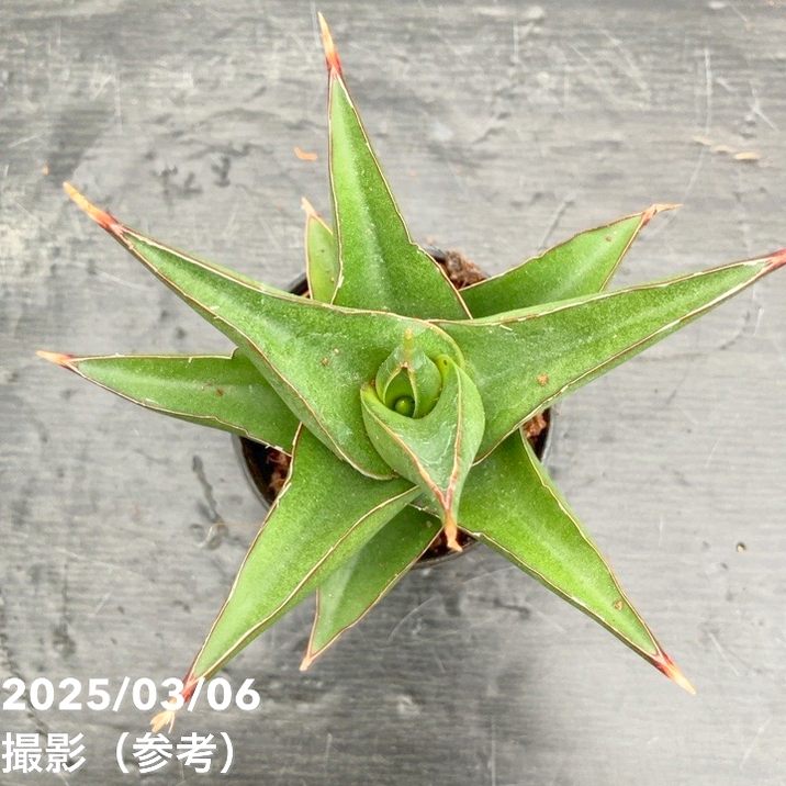 ご*ん様 ③ 【極上SSS級】 サンスベリア　タワー　斑入り　インドネシア輸入株 サンスベリア 3号角鉢 サムライコンパクタ Samurai Compacta 6