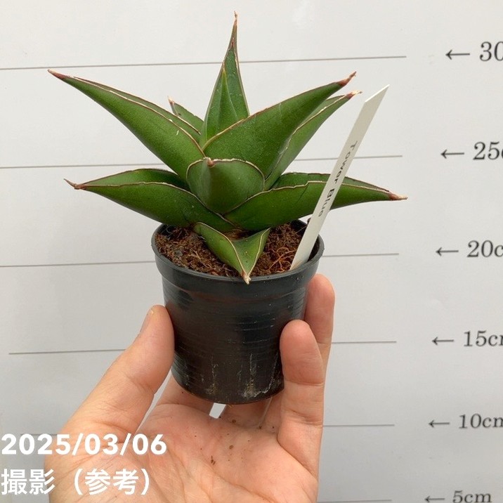 サンスベリア 3号角鉢 タワーブルー Tower Blue 6-7cmポット