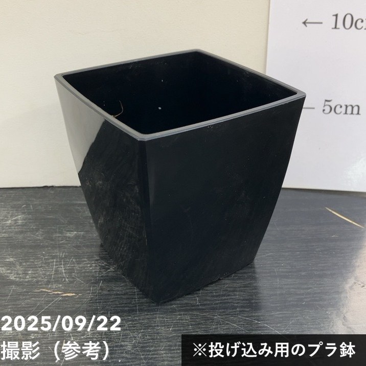 サンスベリア 3.5号角鉢 タワーブルー Tower Blue 6-7cmポット
