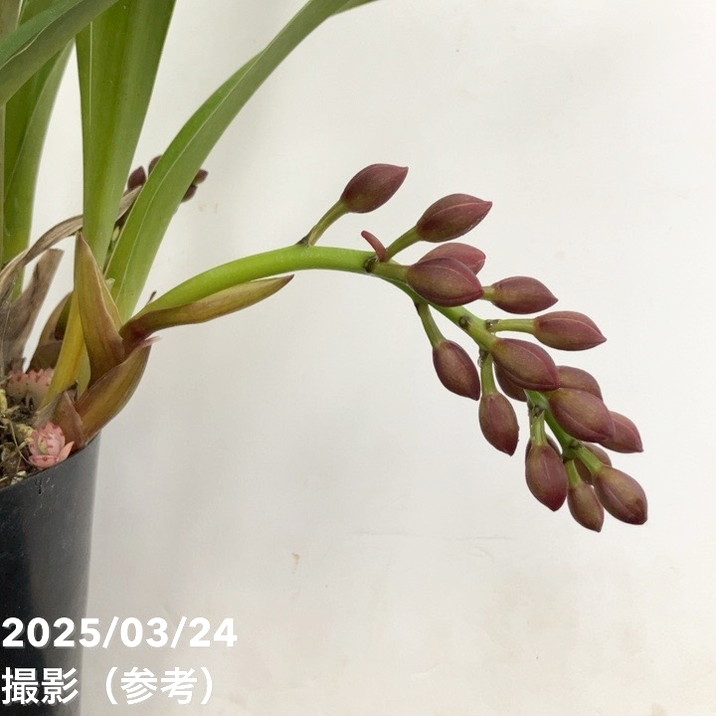 花芽3個〕フォアゴットンフルーツ。蜜蜂誘引蘭。洋蘭。シンビジューム