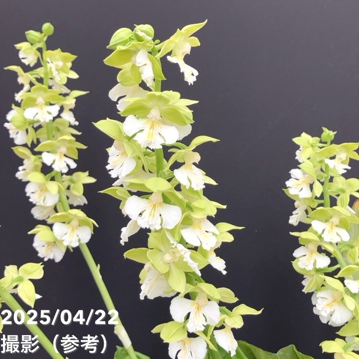 えびね蘭 エビネ登録銘品・夢化粧成木花芽付 12 Yahoo!オークション