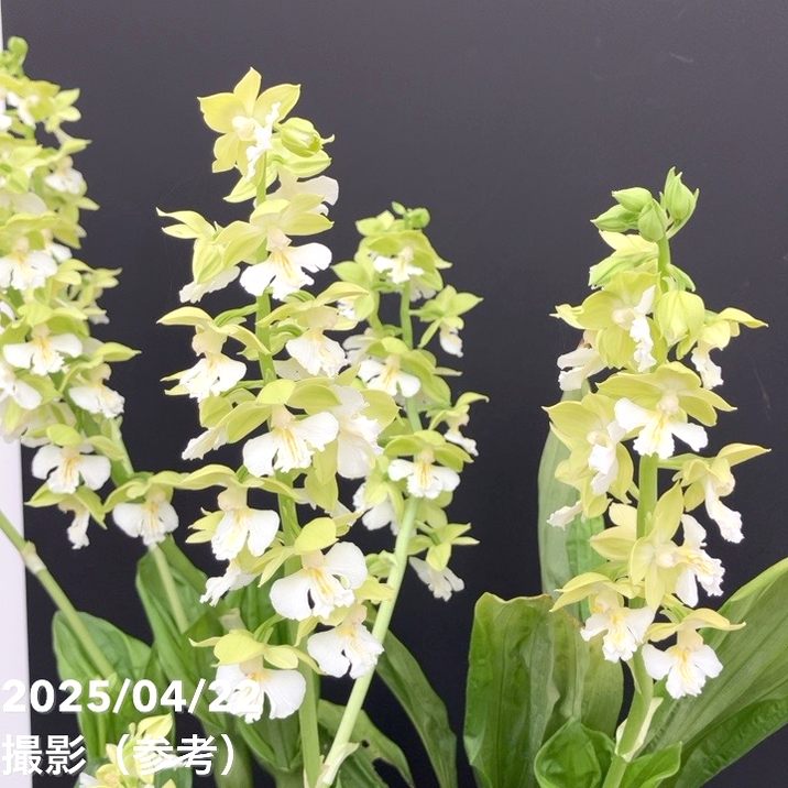 ○山野草 地エビネ（新芽30芽以上） 野生蘭 （A) 最終 ○山野草