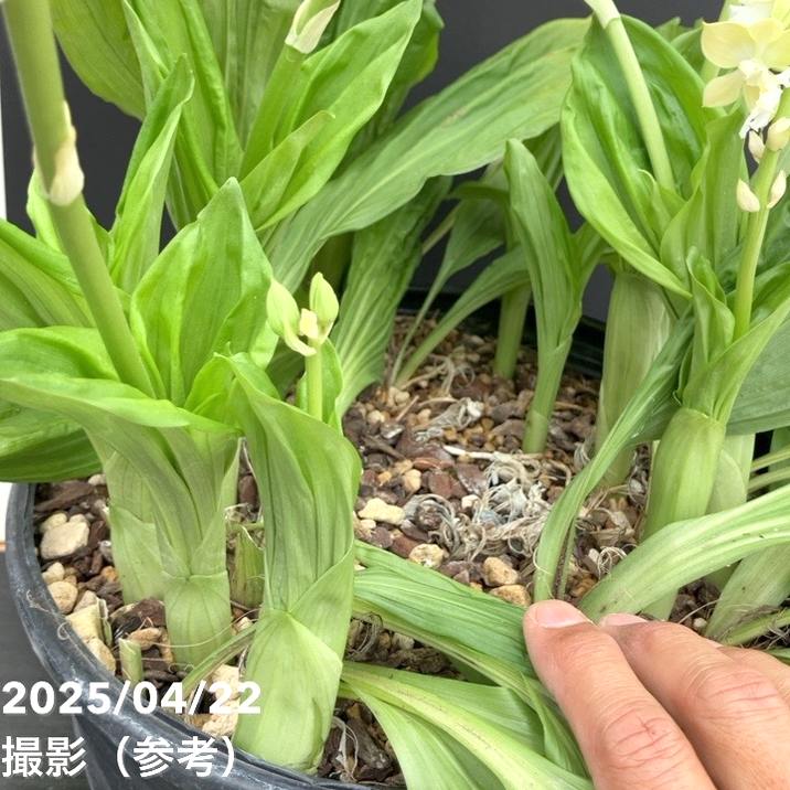 現品お届け】エビネ 9号（3）｜洋蘭10-TU | 草花,洋ラン | 赤塚植物園