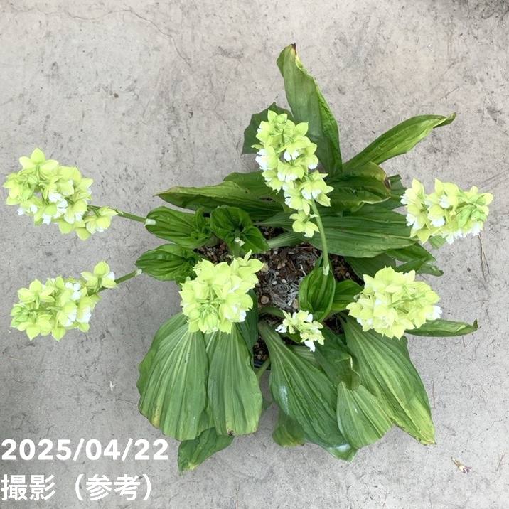 現品お届け】エビネ 9号（3）｜洋蘭10-TU | 草花,洋ラン | 赤塚植物園