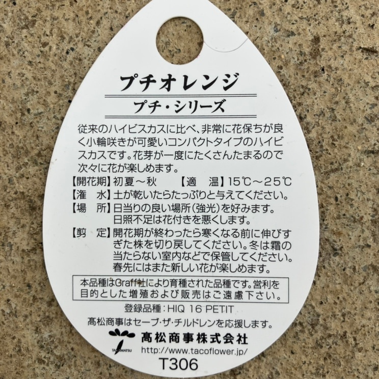 ハイビスカス プチシリーズ プチオレンジ PVP 6号｜花木04-PA | 花木