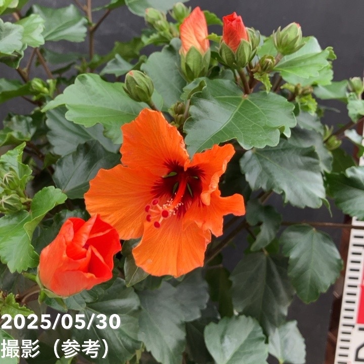 ハイビスカス ハイビスカス プチシリーズ プチオレンジ PVP 6号｜花木04-PA