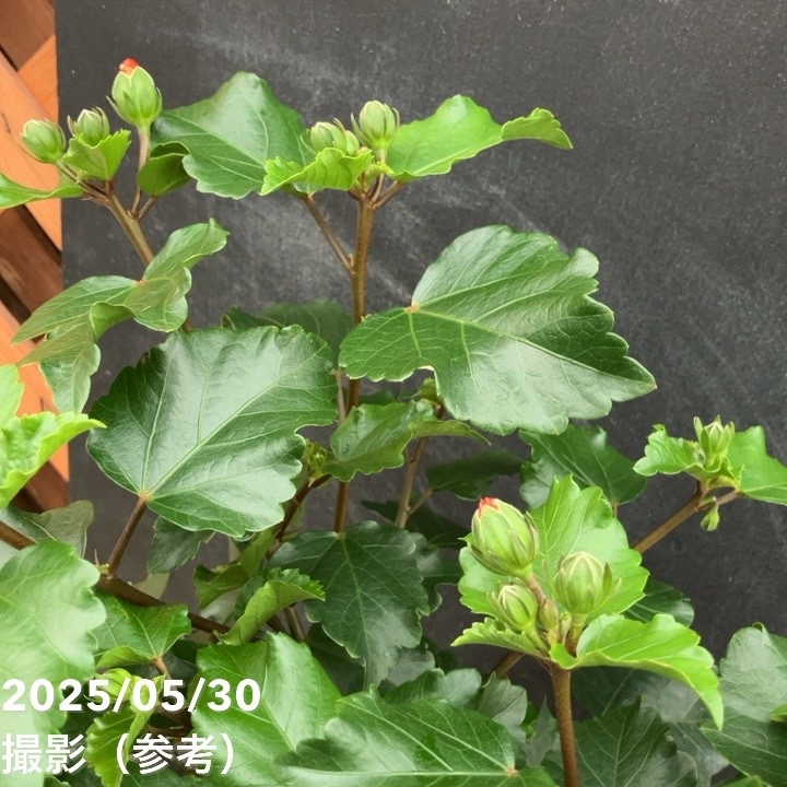 ハイビスカス プチシリーズ プチオレンジ PVP 6号｜花木04-PA | 花木