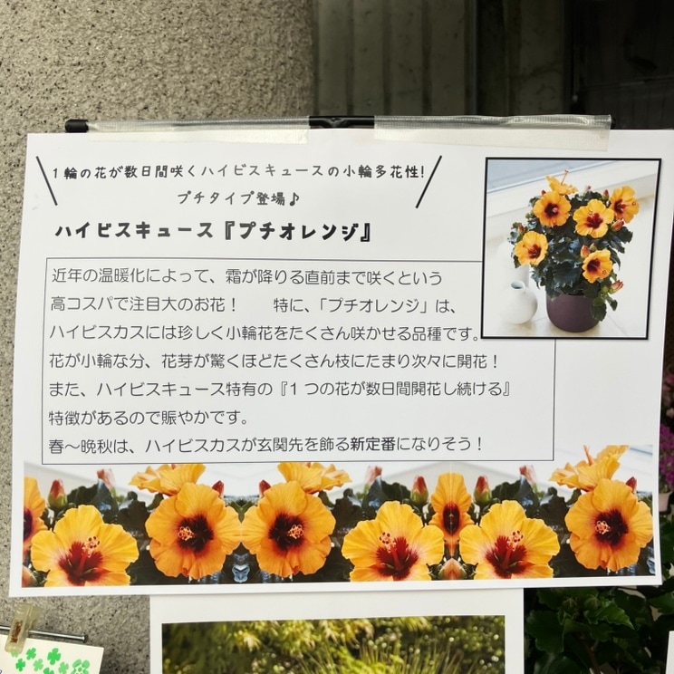 ハイビスカス プチシリーズ プチオレンジ PVP 6号｜花木04-PA | 花木