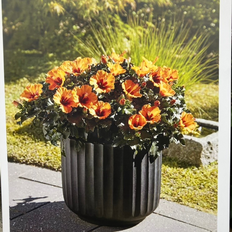 ハイビスカス プチシリーズ プチオレンジ PVP 6号｜花木04-PA | 花木