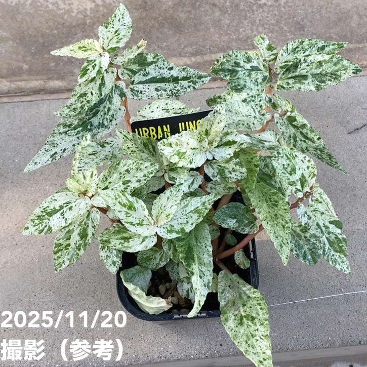 ペリオニア レペンス 斑入り Pellionia repens variegata 3.5号｜観葉