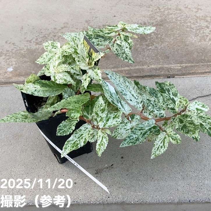 ペリオニア レペンス 斑入り Pellionia repens variegata 3.5号｜観葉