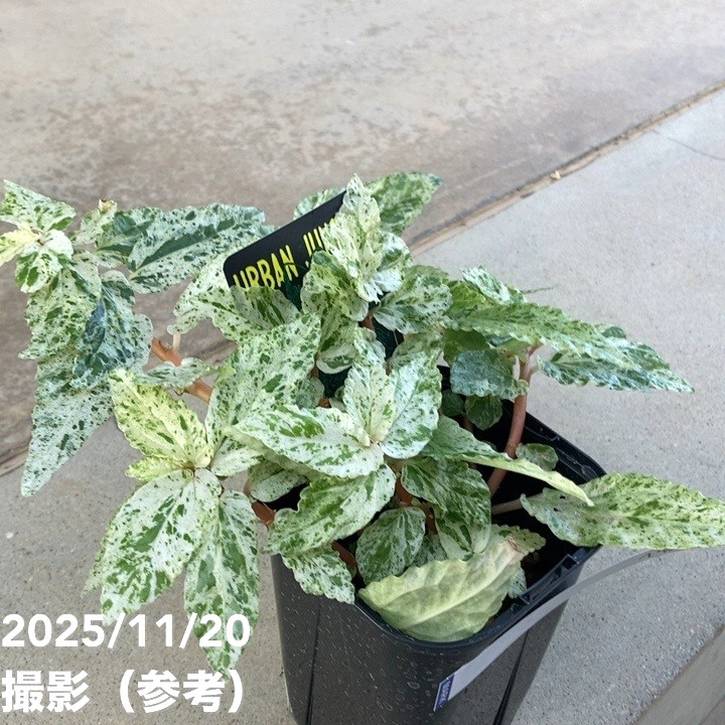 ペリオニア レペンス 斑入り Pellionia repens variegata 3.5号|観葉10-TU