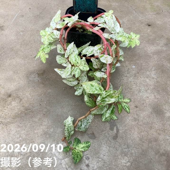 【お買い得!】ペリオニア レペンス 斑入り Pellionia repens variegata 3.5号|観葉10-TU