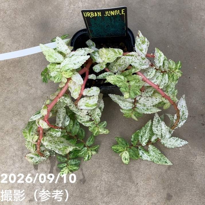 【お買い得!】ペリオニア レペンス 斑入り Pellionia repens variegata 3.5号|観葉10-TU