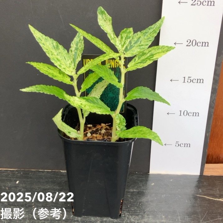 ペリオニア レペンス 斑入り Pellionia repens variegata 3.5号｜観葉