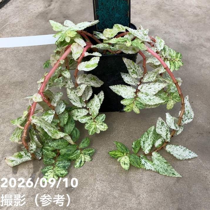 【お買い得!】ペリオニア レペンス 斑入り Pellionia repens variegata 3.5号|観葉10-TU