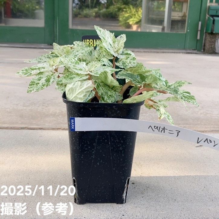 ペリオニア レペンス 斑入り Pellionia repens variegata 3.5号|観葉10-TU