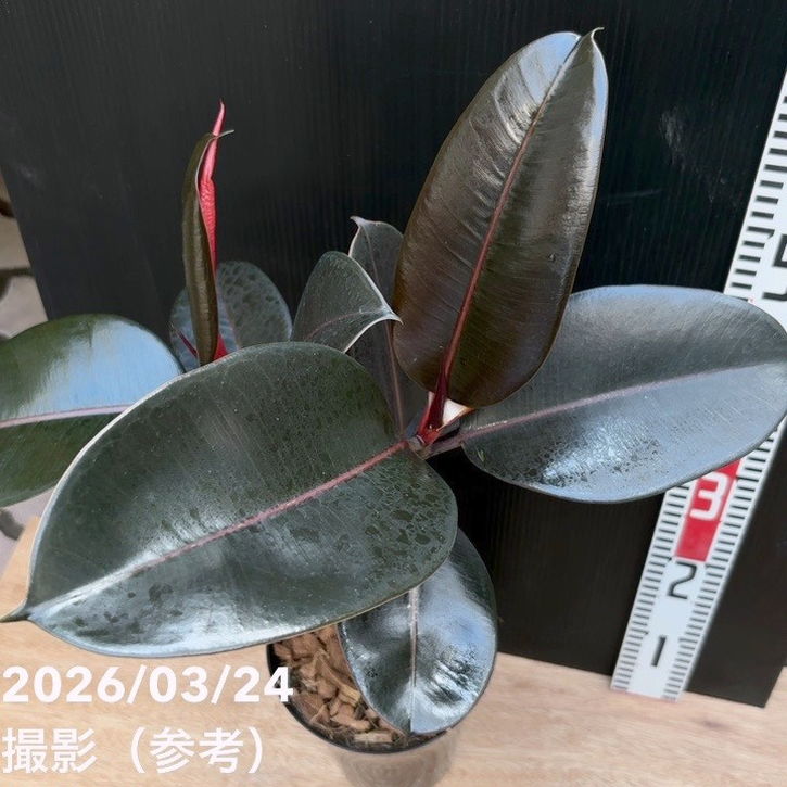フィカス バーガンディ 6号｜観葉04-PA | 観葉・多肉 | 赤塚植物園