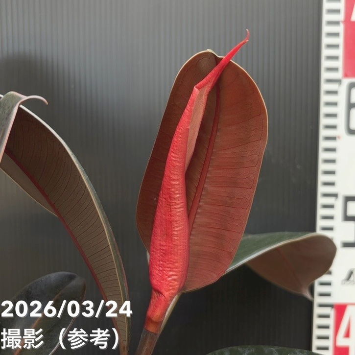 フィカス バーガンディ 6号｜観葉04-PA | 観葉・多肉 | 赤塚植物園