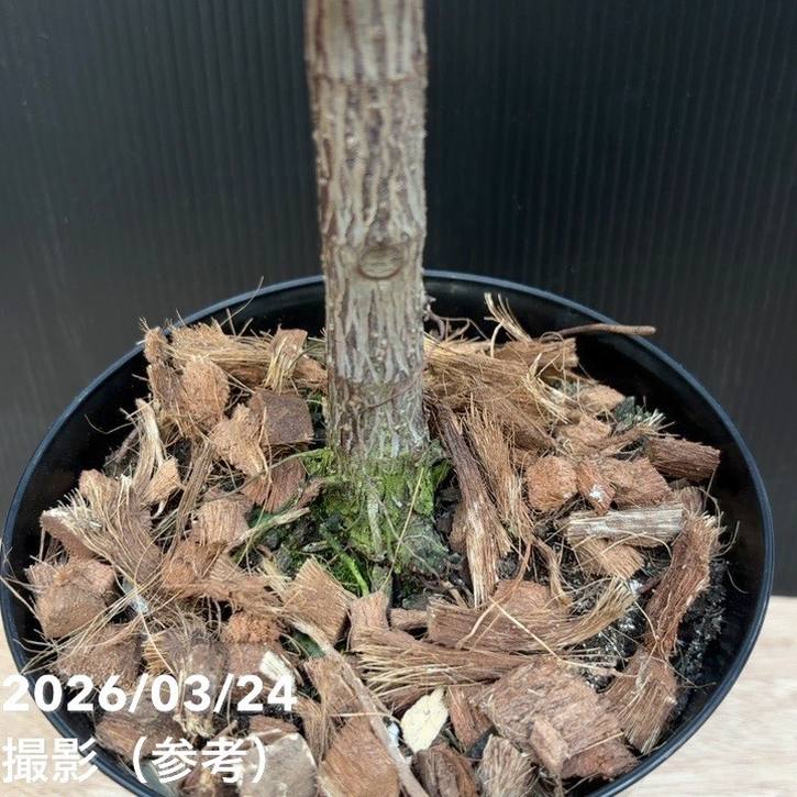 フィカス バーガンディ 6号｜観葉04-PA | 観葉・多肉 | 赤塚植物園