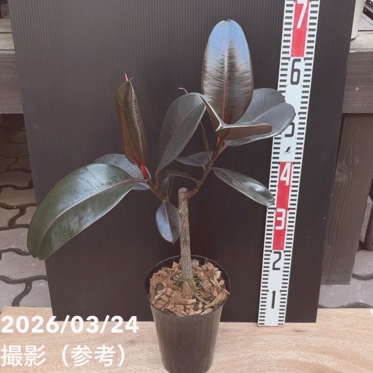 フィカス バーガンディ 6号｜観葉04-PA | 観葉・多肉 | 赤塚植物園