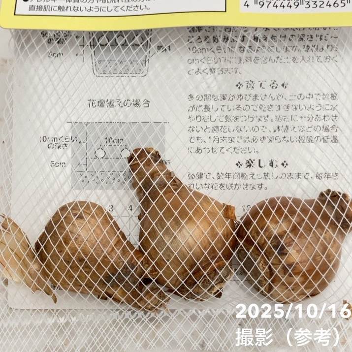 スイセン ラインベルトアーリーセンセーション3球入り×2袋セット|球根04-PA