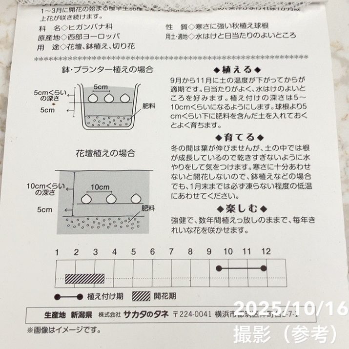 スイセン ラインベルトアーリーセンセーション3球入り×2袋セット|球根04-PA