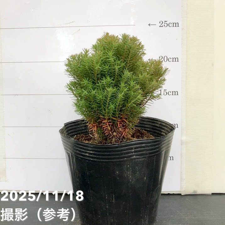 コニファー テディ 5号｜花木10-TU | 花木・庭木,[垣根（コニファー