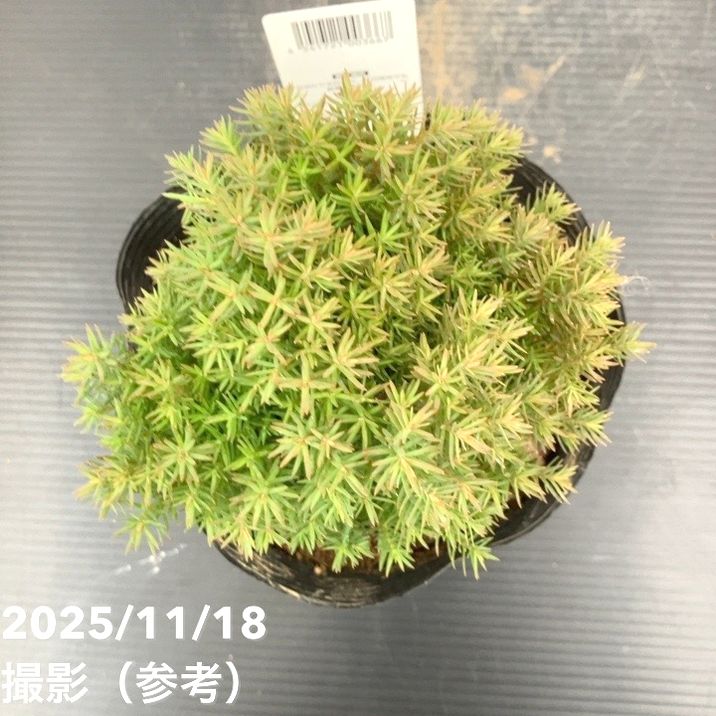 コニファー テディ 5号｜花木10-TU | 花木・庭木,[垣根（コニファー