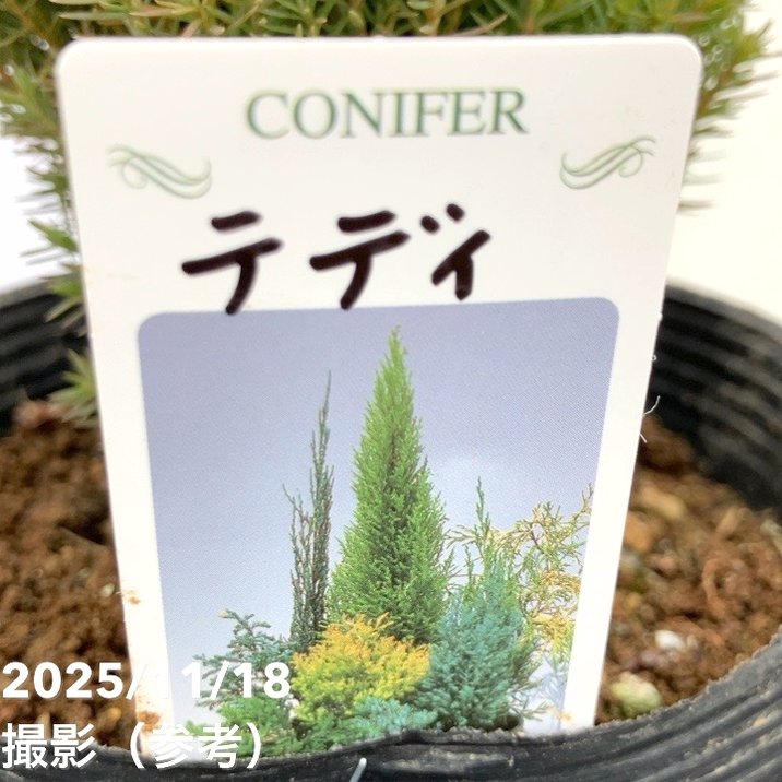コニファー テディ 5号｜花木10-TU | 花木・庭木,[垣根（コニファー