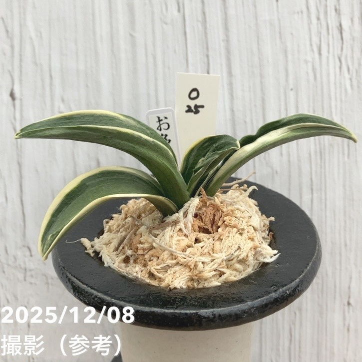 蘭鉢　万年青鉢　布施鉢　万年青　多肉植物　観葉植物 楽焼錦鉢・蘭鉢◇布施 覚 絵付け鉢 3．8号◇万年青・長生蘭・富貴蘭