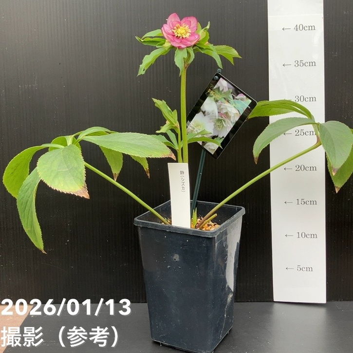 一点物】堀切園 クリスマスローズ ウィンターシンフォニー 静（シズカ