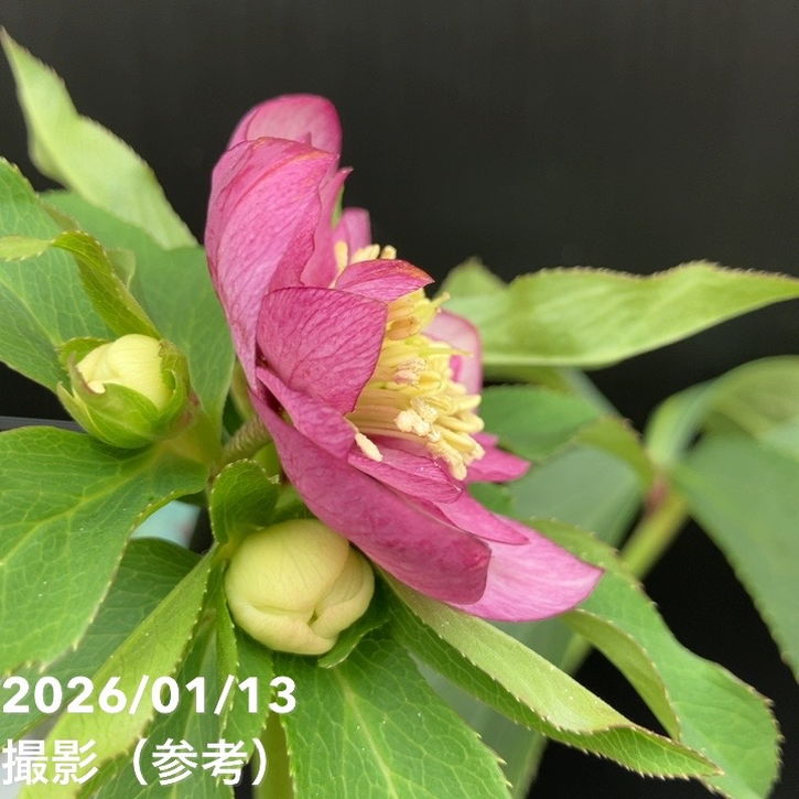 一点物】堀切園 クリスマスローズ ウィンターシンフォニー 静（シズカ