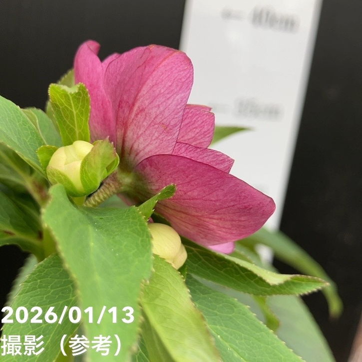 一点物】堀切園 クリスマスローズ ウィンターシンフォニー 静（シズカ