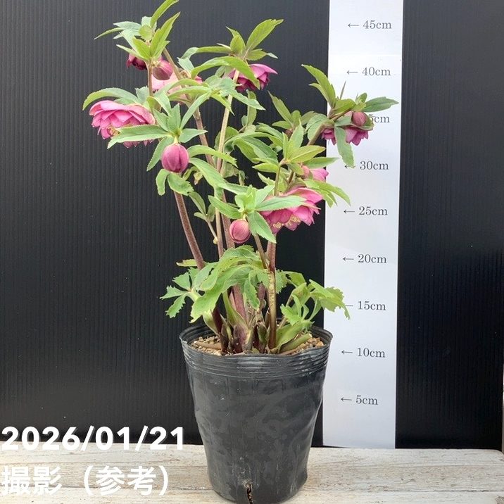 一点物】加藤農園 クリスマスローズ 4.5号（KT31）｜山野04-PA | 草花