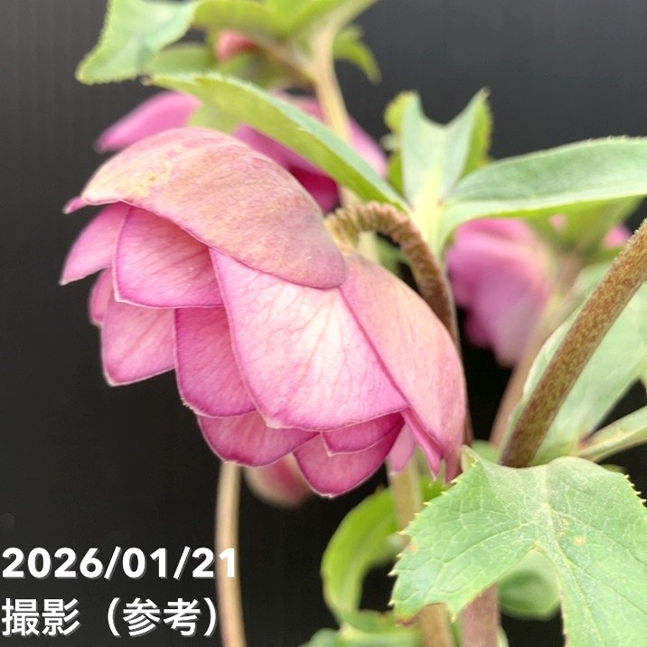 一点物】加藤農園 クリスマスローズ 4.5号（KT31）｜山野04-PA | 草花