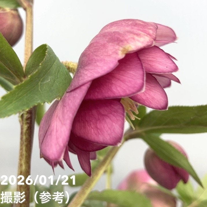 かずりん様マスカット　ローズ　1キロ かずりん様マスカット ローズ 1キロ かずりん様マスカット ローズ 1キロ