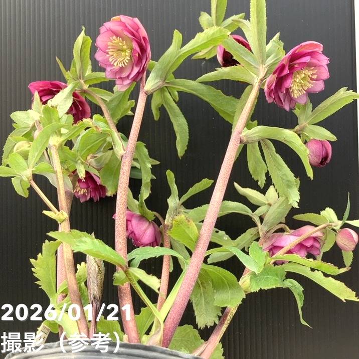 バ*カ様 クリスマスローズ 加藤農園 美黒姫 株分け バ*カ様 クリスマス