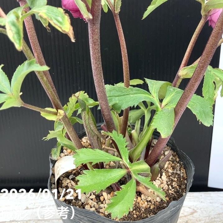 一点物】加藤農園 クリスマスローズ 4.5号（KT31）｜山野04-PA | 草花