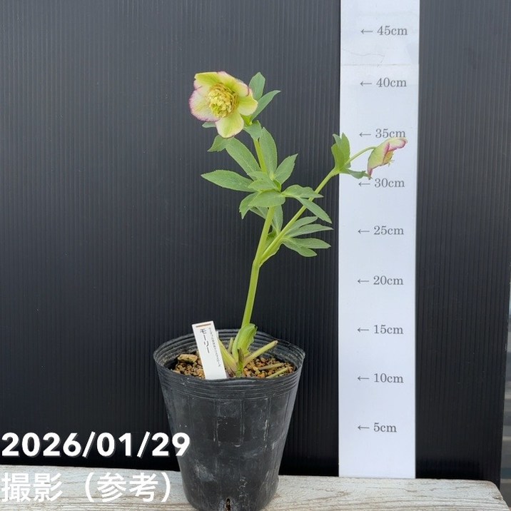 一点物】加藤農園 セミダブル系多弁クリスマスローズ モーリー 4.5号