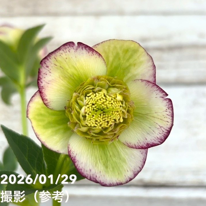 一点物】加藤農園 セミダブル系多弁クリスマスローズ モーリー 4.5号