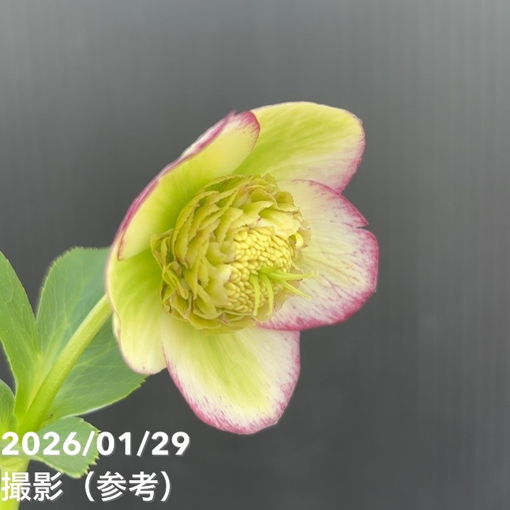 一点物】加藤農園 セミダブル系多弁クリスマスローズ モーリー 4.5号