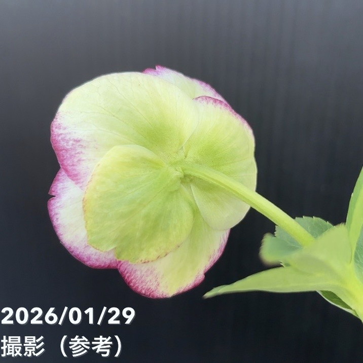 一点物】加藤農園 セミダブル系多弁クリスマスローズ モーリー 4.5号