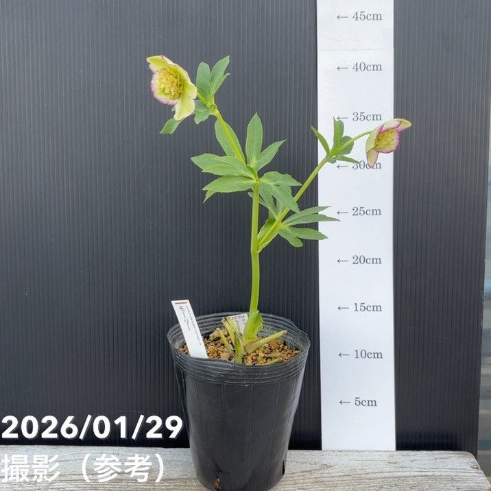 一点物】加藤農園 セミダブル系多弁クリスマスローズ モーリー 4.5号