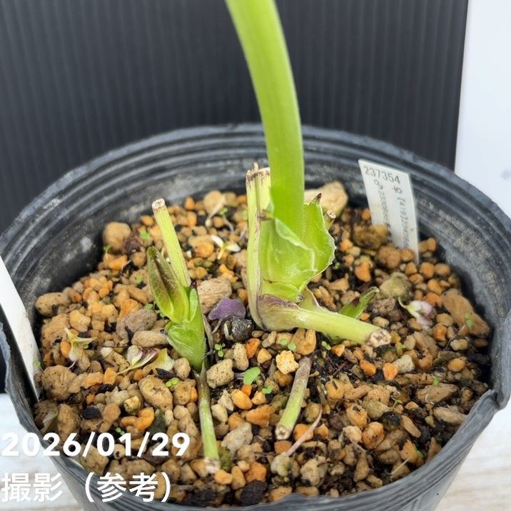 お買い得一点物咲き進み株】加藤農園 セミダブル系多弁クリスマス