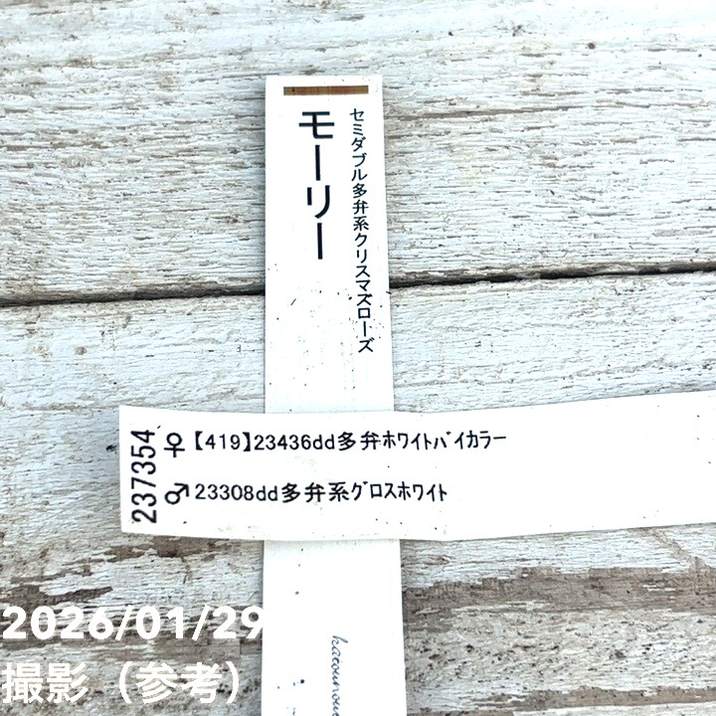お買い得一点物咲き進み株】加藤農園 セミダブル系多弁クリスマス