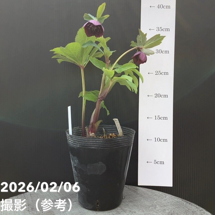 一点物】加藤農園 中間色系多弁クリスマスローズ アンティーク